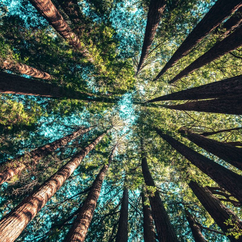 Treesforall bomen bos FIJNE WERKKLEDING VOOR GELUKKIGE WERKNEMERS